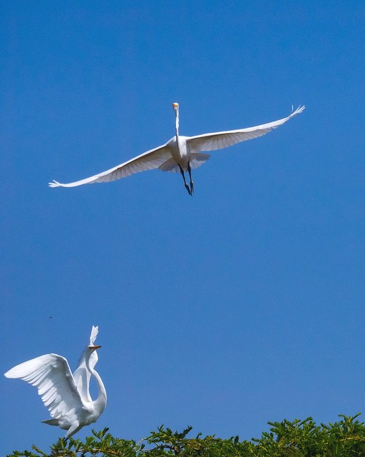 Elegant Egrets...