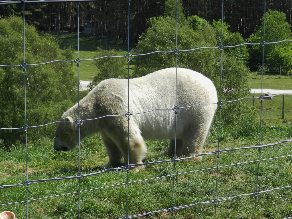 Walker the Polar Bear, Highland Willife Park, Kincraig, May 2018