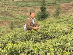 Cueilleuse de thé dans le jardin du De Jian Long Zhu
