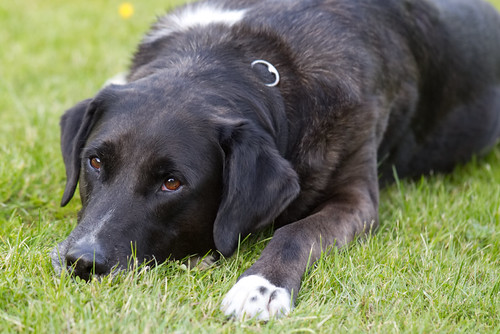 Colabo | Mischling (Collie, Labrador und Boxer) | Karsten Höltkemeier ...