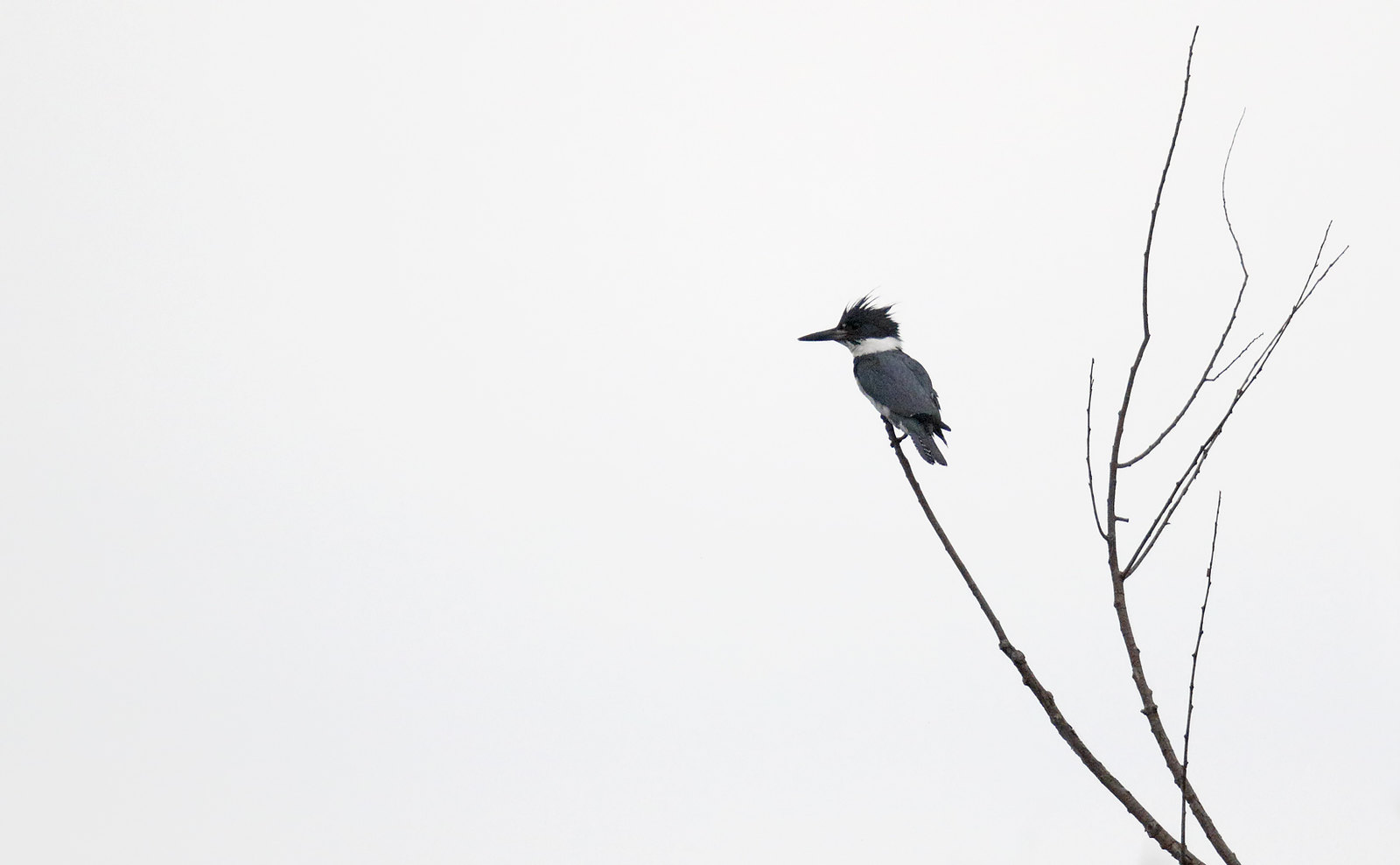 Distant Belted Kingfisher