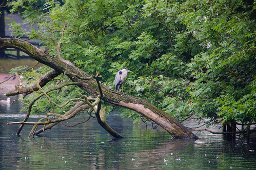 Watchful heron on fallen tree, West Park
