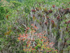 Tikal, barevná džungle všude kolem, foto: Petr Nejedlý