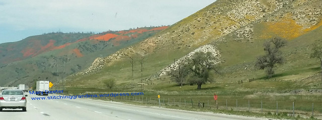 Poppies on the Grapevine