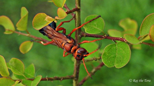 wasp redwasp hugewasp bitinginsect insect predator predation baskingwasp