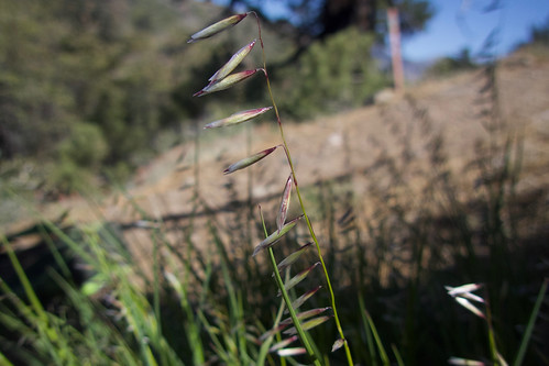 Melica stricta / rock melicgrass | Lightning Ridge San Gabri… | Flickr