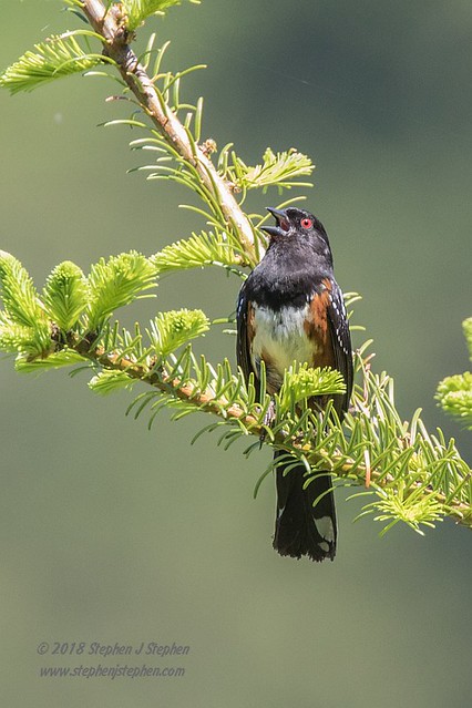 Male Spotted Towhee Singing