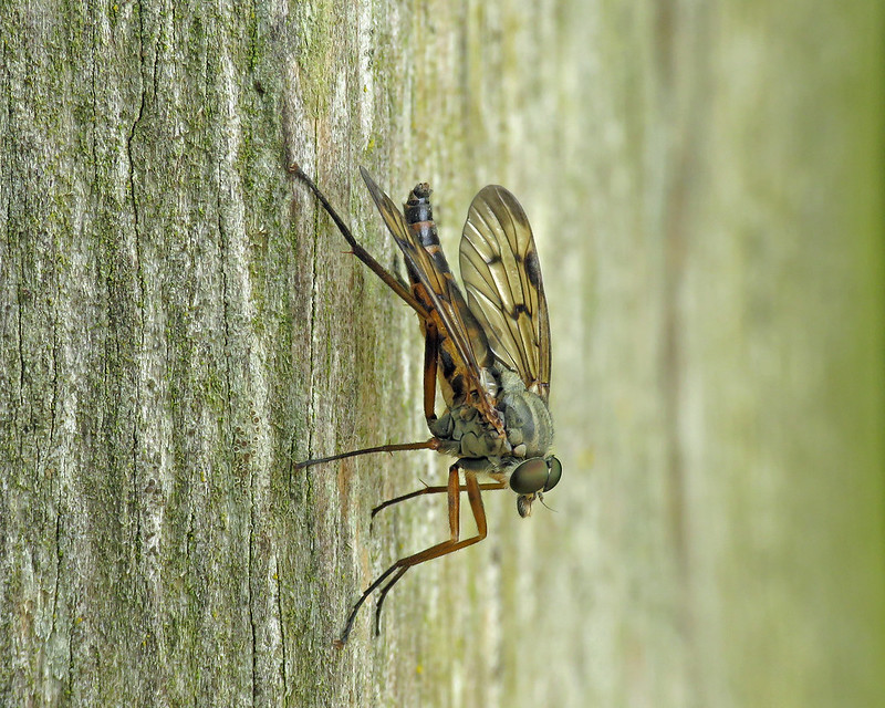 Downlooker Snipefly - Rhagio scolopaceus