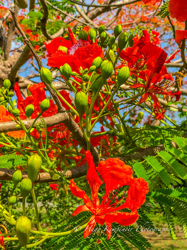 The beautiful grounds surrounding the Inya Lake Hotel in Yangon, Myanmar. by KyotoDreamTrips, Close up view of the beautiful red flowers of the Flame tree at Inya Park hotel in Yangon, Myanmar.b