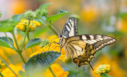 wimboon butterfly vlinder koninginnenpage swallowtail papiliomachaon greece griekenland canoneos5dmarkiii canon100mmf28lismacro macro macrofotografie kreta creta