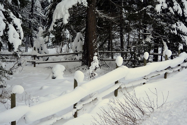 FROZEN BALLS OF SNOW ON THE FENCE POSTS -  RIVER ROAD NEAR TULAMEEN,  BC.