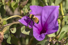 pollenizing