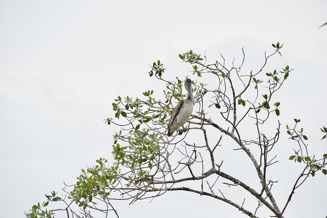 Mangrove Pelican Costa Rica