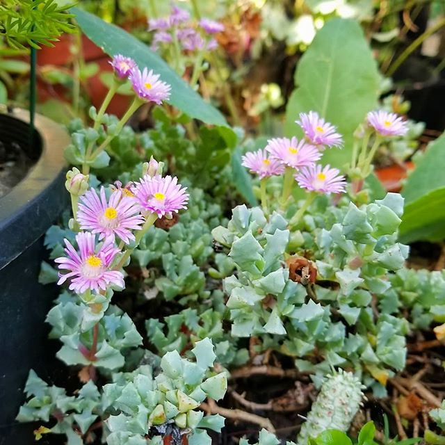 Pink Iceplant (Oscularia deltoides) growing in our backyard. Once it done blooming, I think I'll take cuttings and make more plants. #pinkiceplant #osculariadeltoides #oscularia #succulent #succulents #iceplant