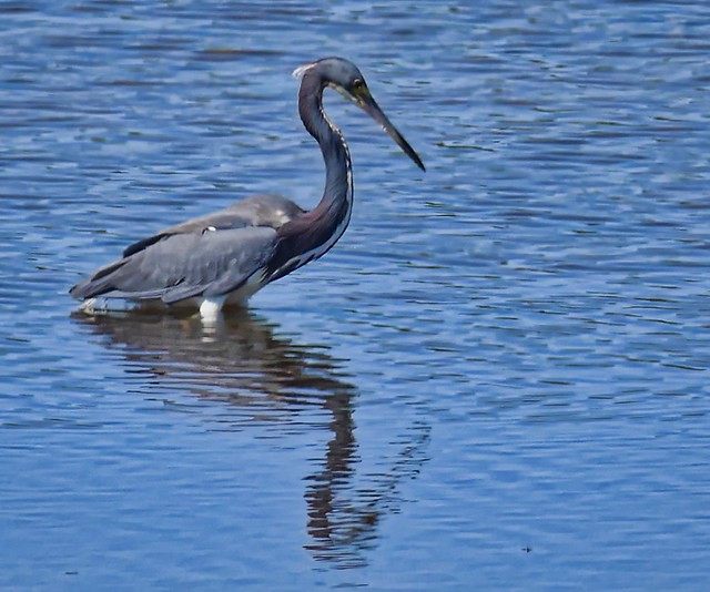 Tricolored Heron waiting for a snack