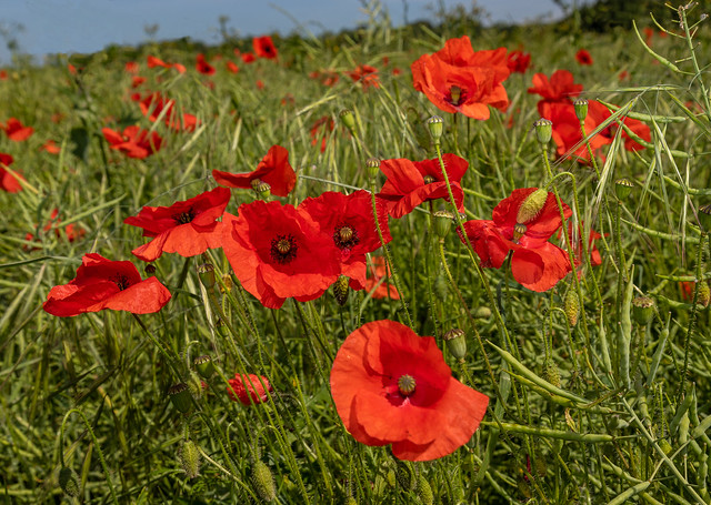 Poppies in a Hampshire field.