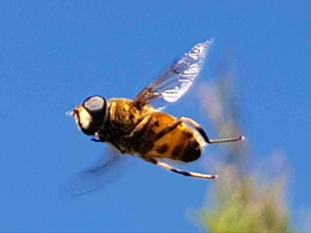 Flower fly