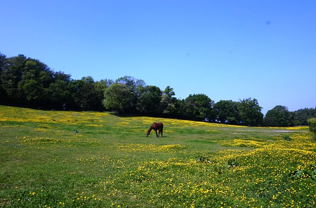 Horse in field by Barfield Firs