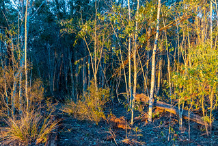 Morning light in the bush