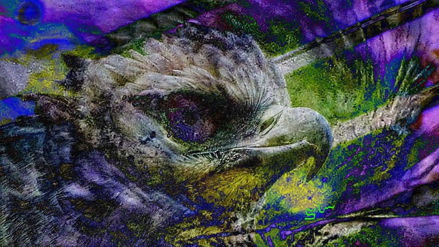 EYES of Harpy Eagle