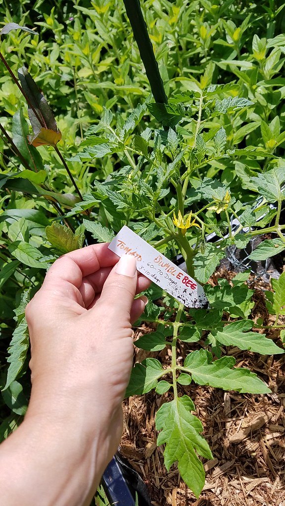 Tomatenpflanze beschriftet