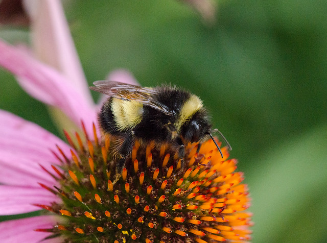 Bumblebee 233