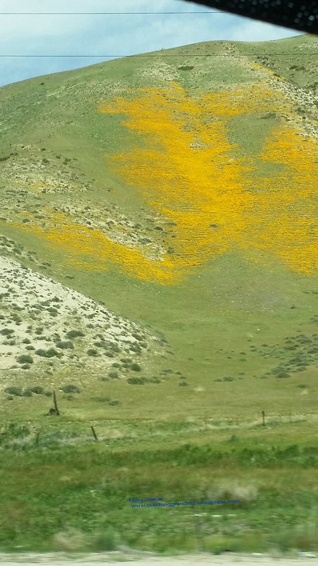 swaths of poppies