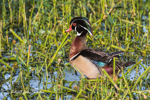 Wood Duck of Green Cay