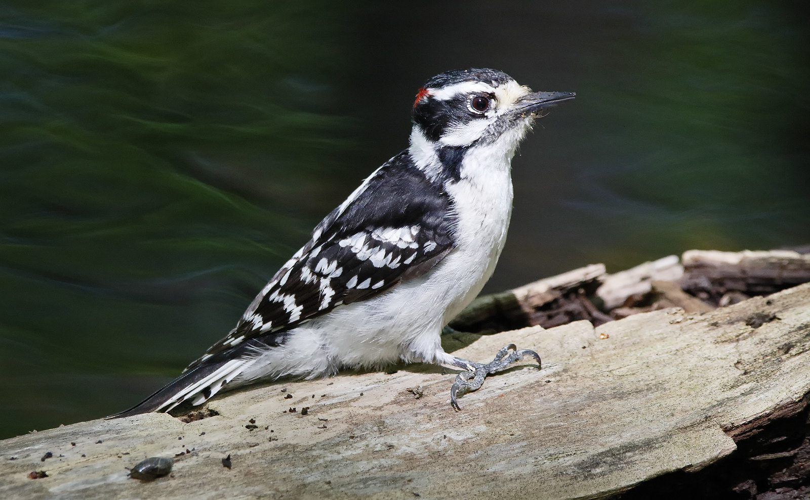 Downy Woodpecker [male]