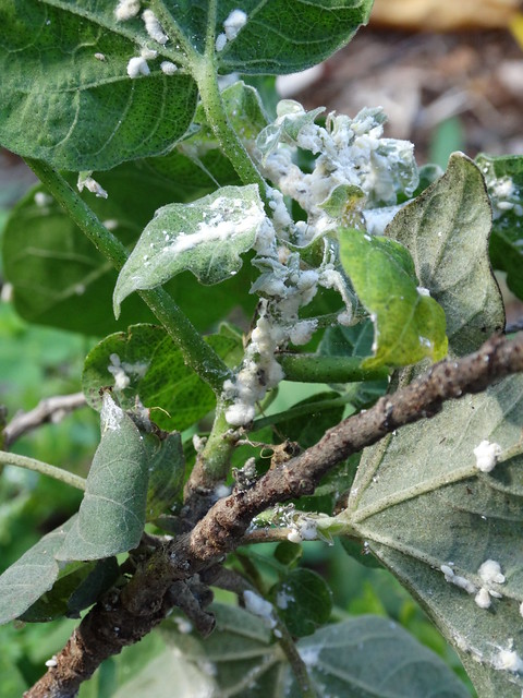 Hawaiian cotton (Gossypium tomentosum, maʻo): Mealybugs