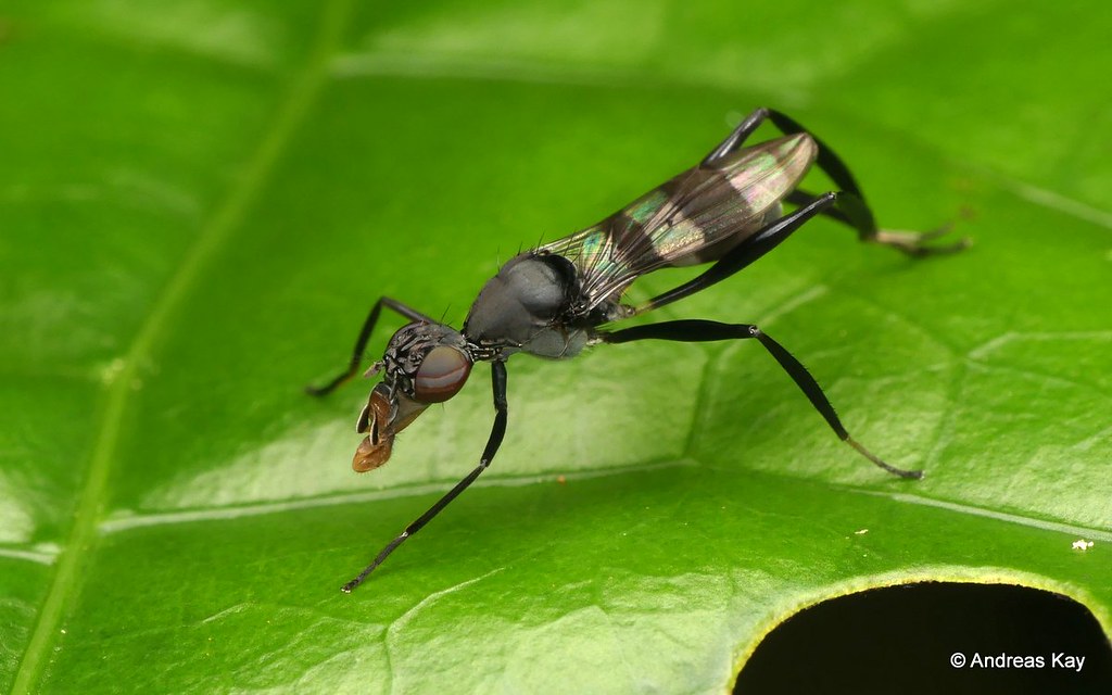 Stilt-legged Fly, Micropezidae