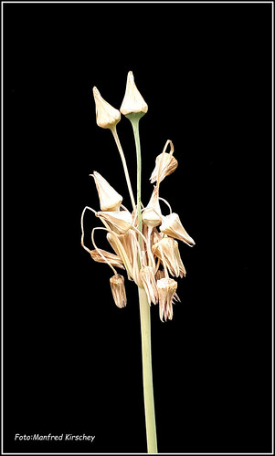 Verblüht / Faded | by manfredkirschey