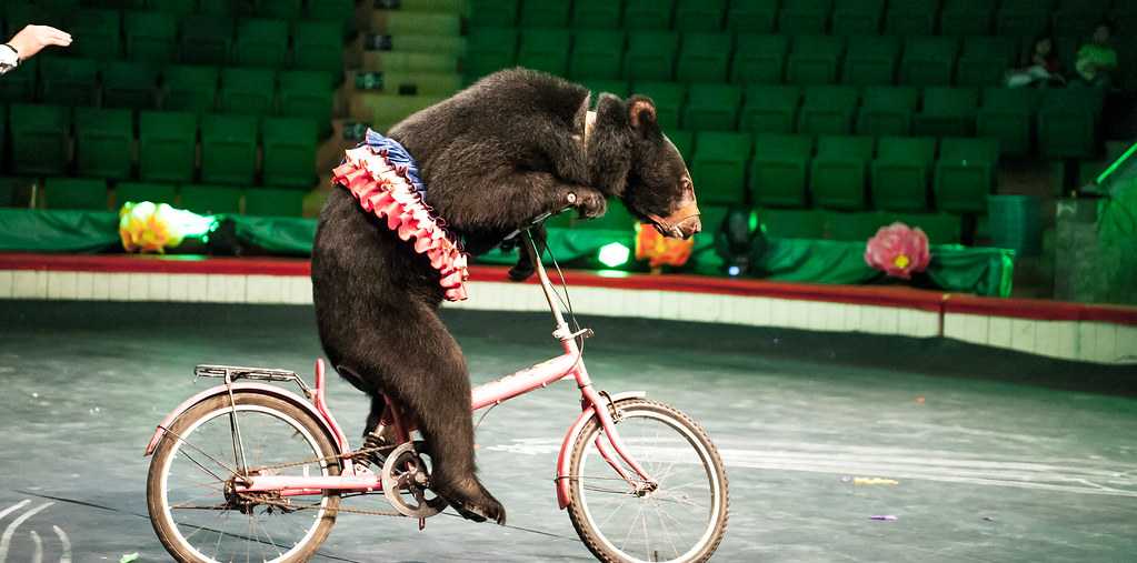 A bear riding a bicycle | Hanoi Circus, March 2017 Credit: E… | Flickr