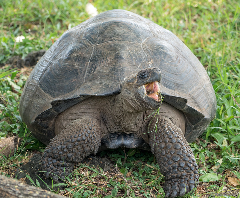 Galapagos tortoise