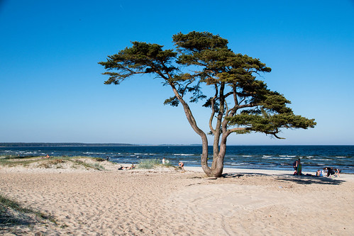 åhus beach ocean tree strand water sweden outdoor träd åhusseaside europe skåne skånelän sverige se