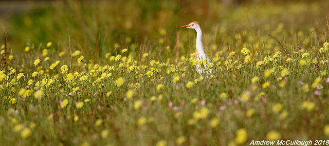 Cattle Egret in the Wild Flowers