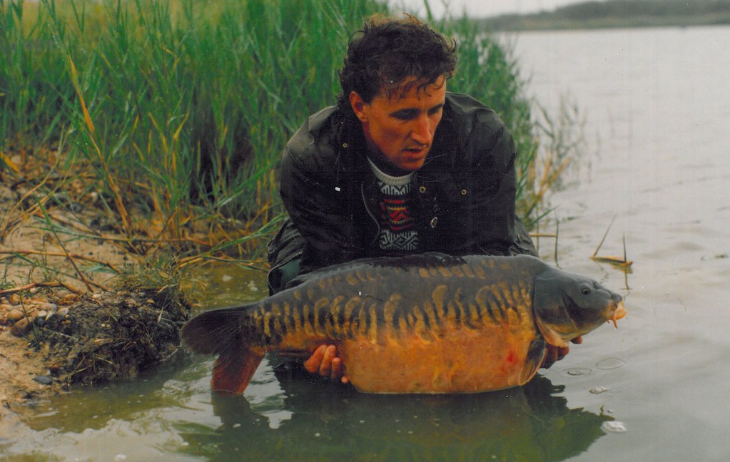 Rijenkarper (Cyprinus carpio var. linearis) — Cyprinidae