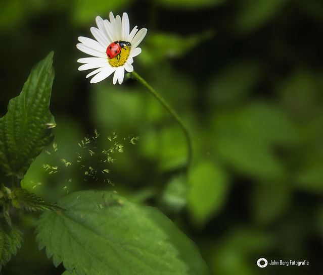 Der Marienkäfer hat sich bei seinem Flug über die Frühlingswiese eine schöne Blume gepflückt.
