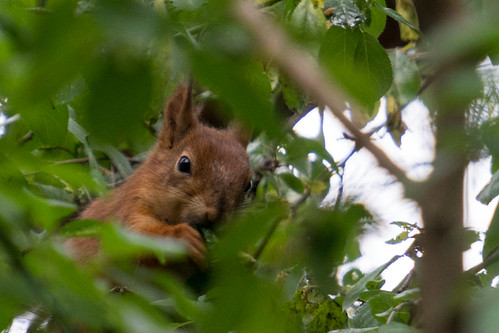friendly neighborhood squirrel | by Gelisob