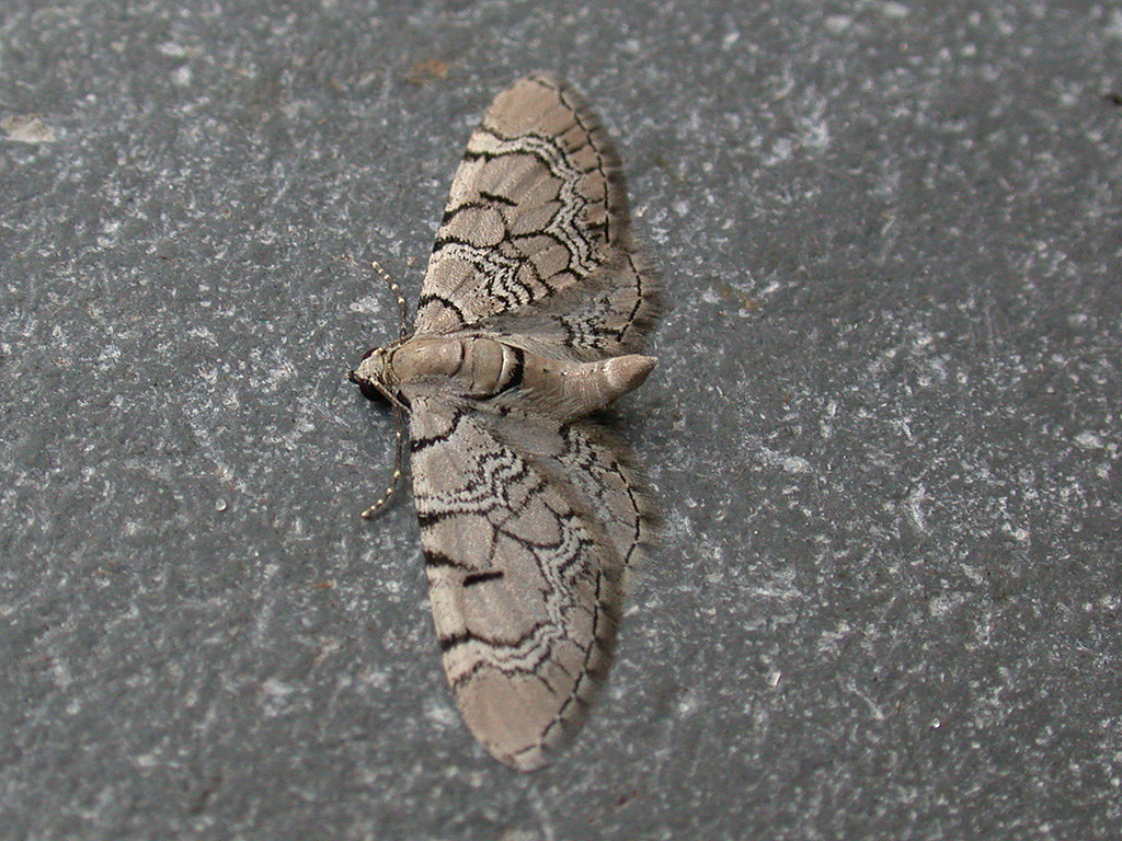 Netted Pug Netted Pug side view | The larva was collected last summer i… | Flickr