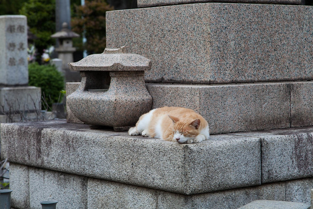 Tokyo Cats
