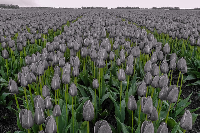 Tulips from the future