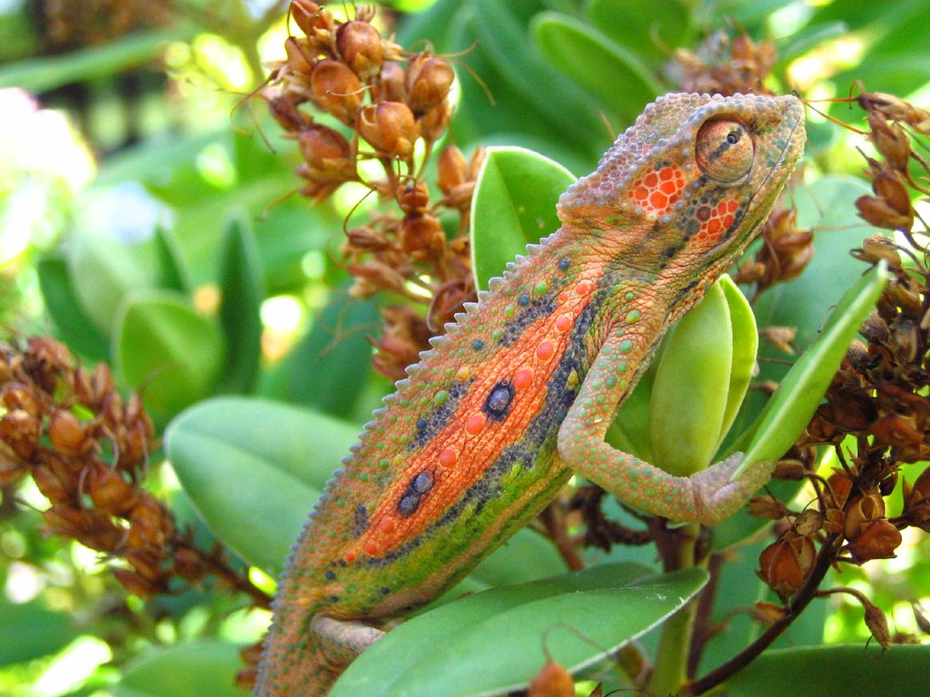 Cape Dwarf Chameleon on green. | Cape Dwarf Chameleon (Brady… | Flickr