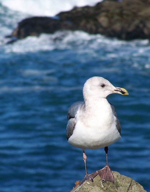 20070118 Seagull