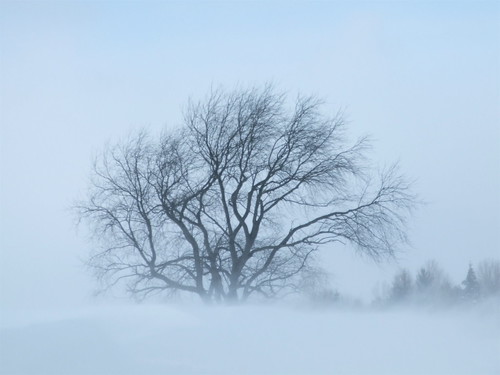 tree beauty fave blizzard natures mywinner abigfave betterthangood