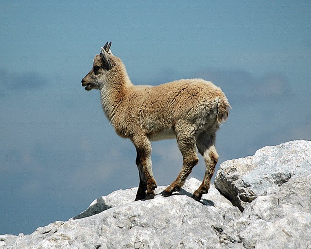 d0601096 | Junger Steinbock (Capra ibex) am Grand Veymont. Vercors, 06.06.2006