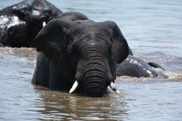 Swimming elephant 1