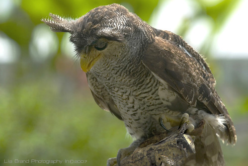 Ö_ö mr. tufts, the owl ....♫  bubo sumatranus - a bird from bali♫ by bocavermelha-l.b.
