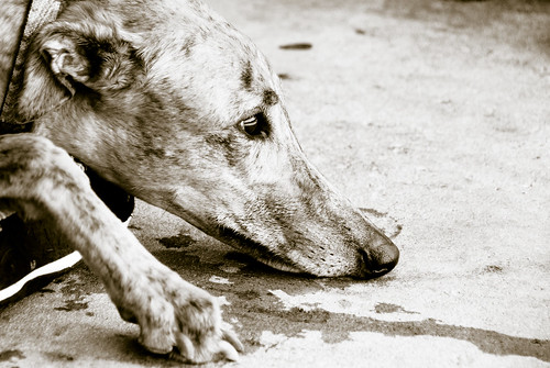 dog greyhound bestviewedlarge brindle ebro sighthound retiredracer d80 howliday utatafeature howliday2007 howliday07