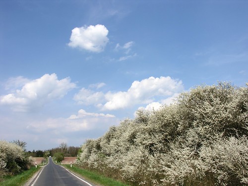 germany thuringia village veilsdorf bush sloe road blossom white blue sky cloud landschaft zweidinge zweigegenstände cloudysky blooming blüte blühend bewölkterhimmel wolke wolkig wolkenamhimmel blühenderbaum bloomingtree strase landstrase schlehe